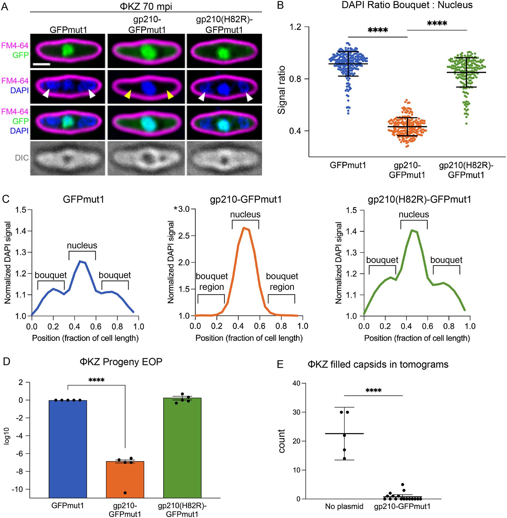 https://cdn.ncbi.nlm.nih.gov/pmc/blobs/7b1f/11620839/b23fba62b1cd/nihms-2034457-f0002.jpg