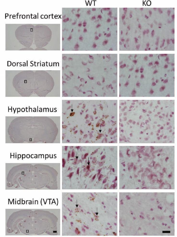 https://cdn.ncbi.nlm.nih.gov/pmc/blobs/7b1f/6066458/f0c6a6eb846a/nihms927212f2.jpg