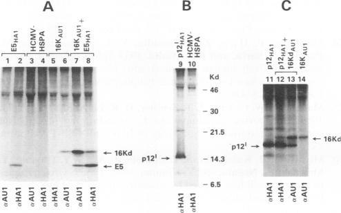 https://cdn.ncbi.nlm.nih.gov/pmc/blobs/7b20/238245/27040d8ea334/jvirol00033-0801-a.jpg