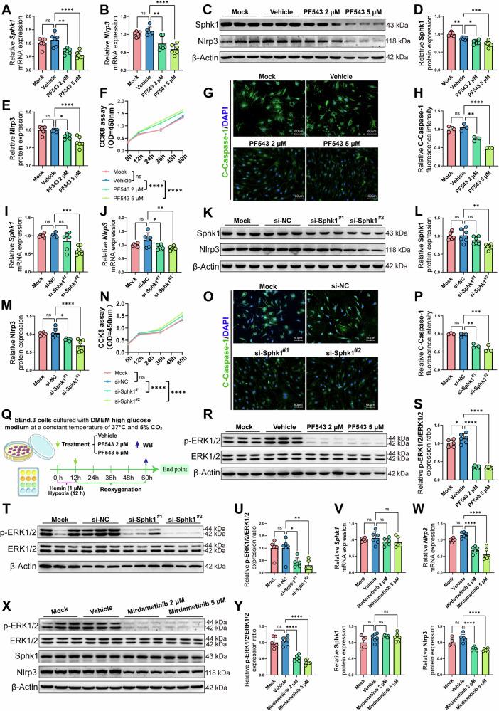 https://cdn.ncbi.nlm.nih.gov/pmc/blobs/7b21/11666774/25b71c83f930/41419_2024_7310_Fig7_HTML.jpg