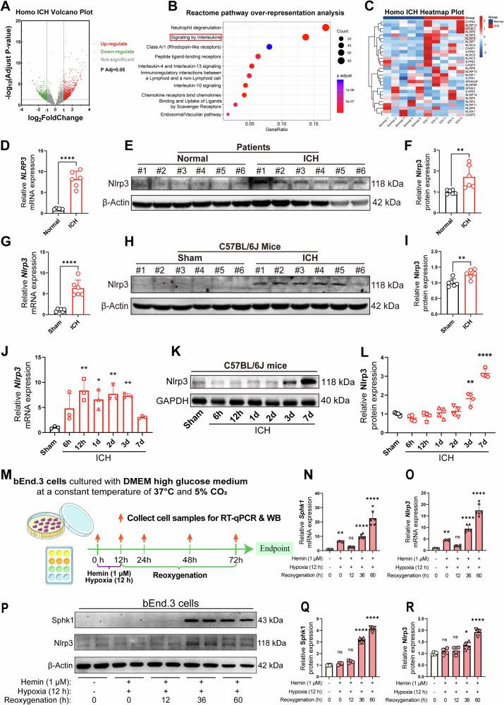 https://cdn.ncbi.nlm.nih.gov/pmc/blobs/7b21/11666774/bd3baf343ca4/41419_2024_7310_Fig5_HTML.jpg