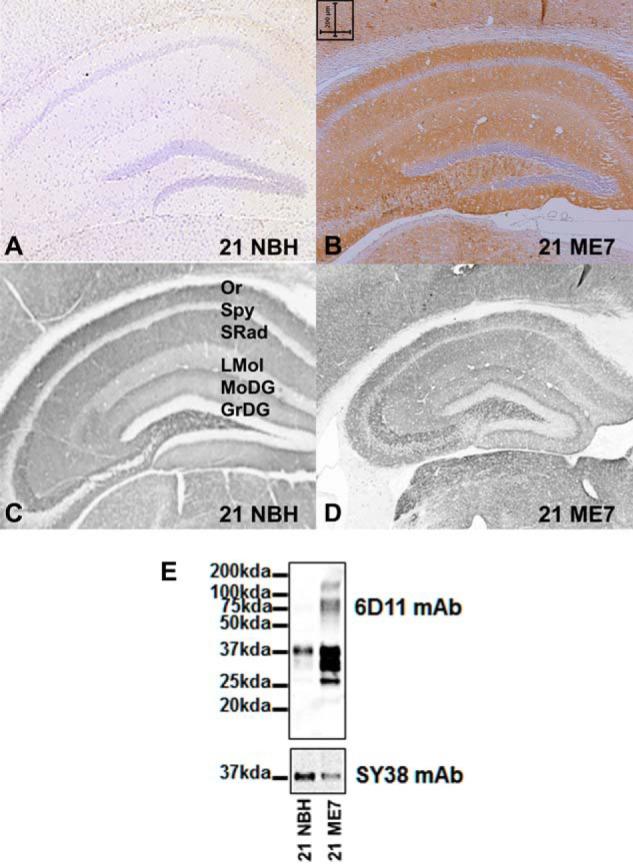 https://cdn.ncbi.nlm.nih.gov/pmc/blobs/7b21/3924314/4178595f1ec4/zbc0111475460001.jpg