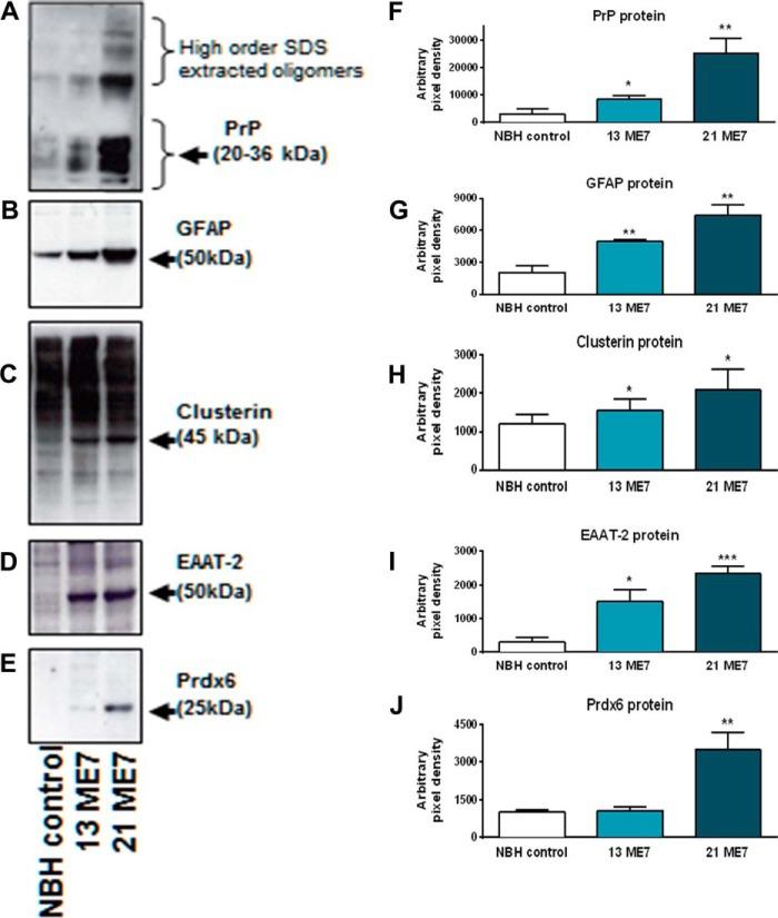 https://cdn.ncbi.nlm.nih.gov/pmc/blobs/7b21/3924314/b80ca35cbda4/zbc0111475460006.jpg
