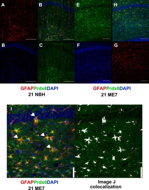 https://cdn.ncbi.nlm.nih.gov/pmc/blobs/7b21/3924314/d6057b6e9f55/zbc0111475460004.jpg