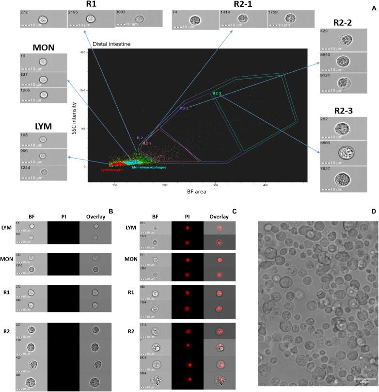 https://cdn.ncbi.nlm.nih.gov/pmc/blobs/7b21/7593592/b3293da54cc4/fcell-08-580848-g001.jpg