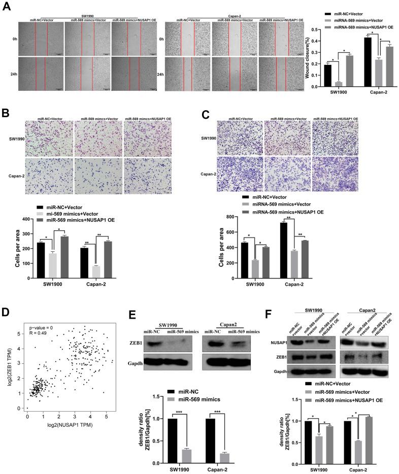 https://cdn.ncbi.nlm.nih.gov/pmc/blobs/7b27/9085231/3b90b0a6e8e4/aging-14-204035-g008.jpg
