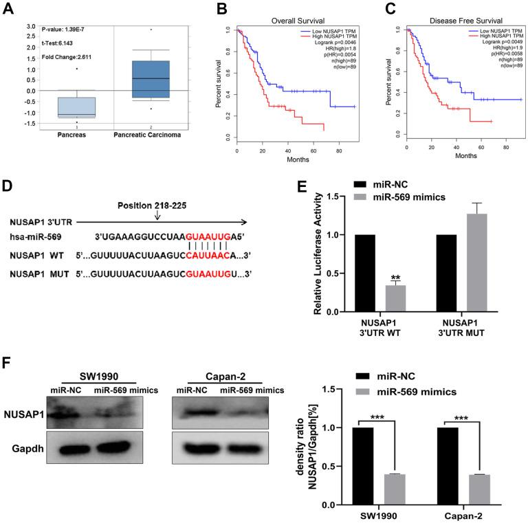 https://cdn.ncbi.nlm.nih.gov/pmc/blobs/7b27/9085231/b58b838aa316/aging-14-204035-g006.jpg