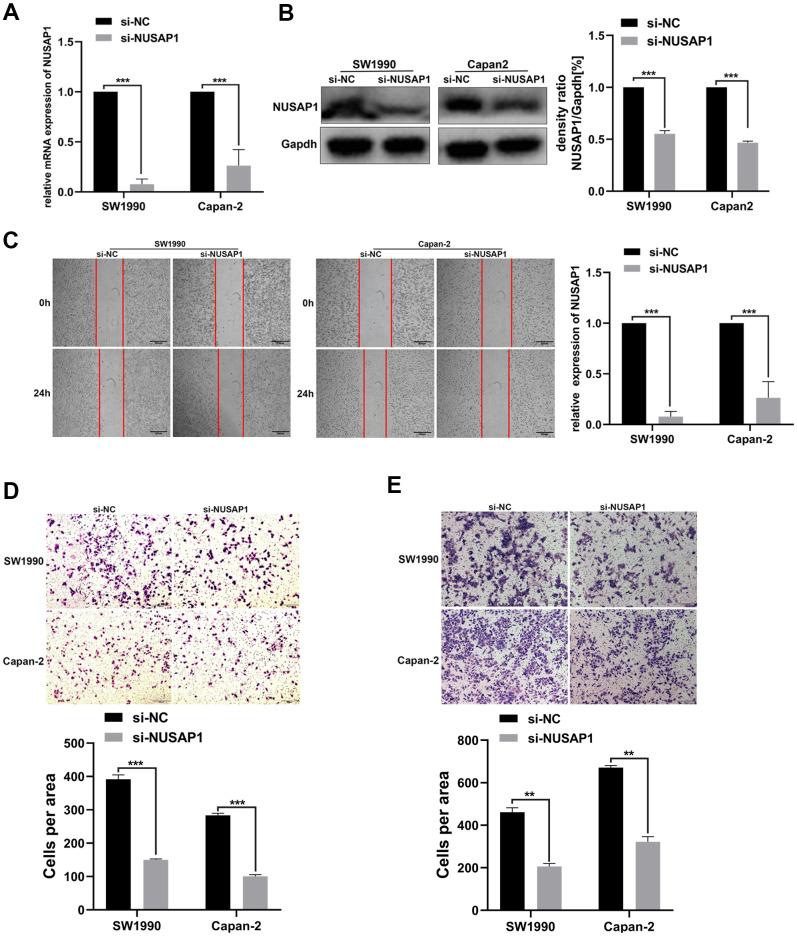 https://cdn.ncbi.nlm.nih.gov/pmc/blobs/7b27/9085231/dcf0515f12f0/aging-14-204035-g007.jpg