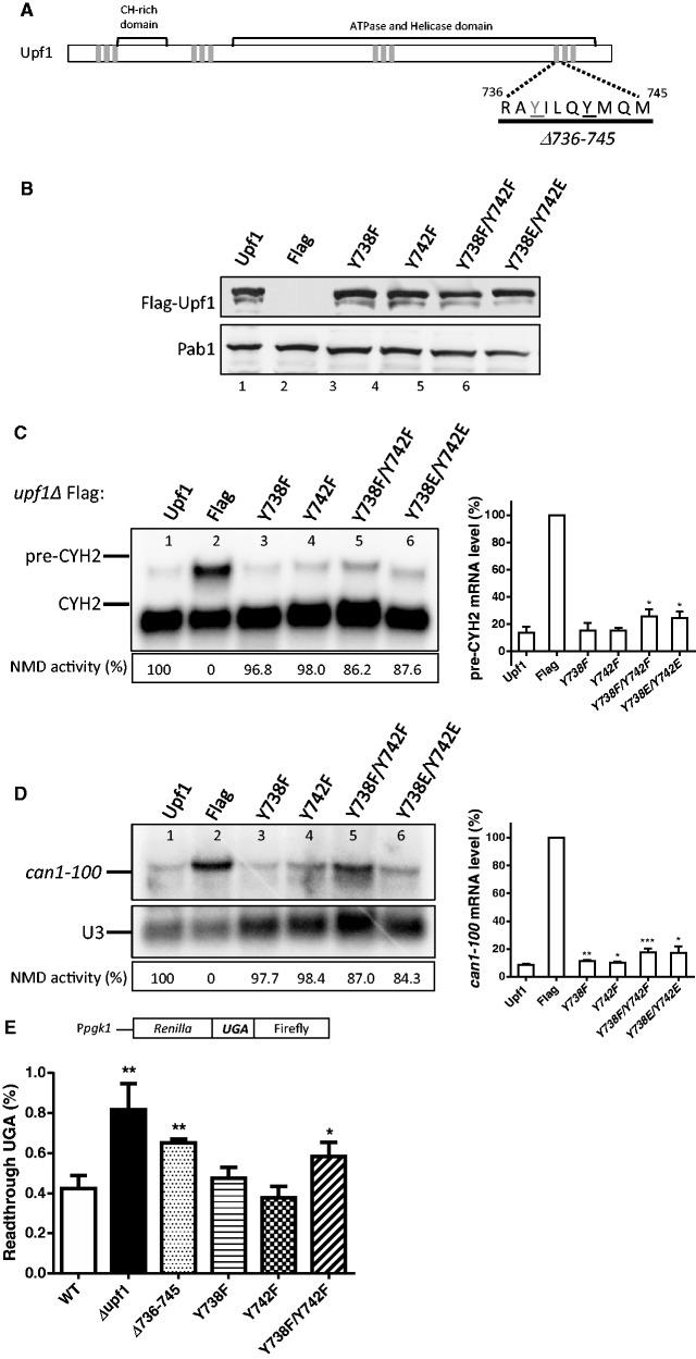 https://cdn.ncbi.nlm.nih.gov/pmc/blobs/7b28/3919615/00c24f23cd86/gkt1049f6p.jpg
