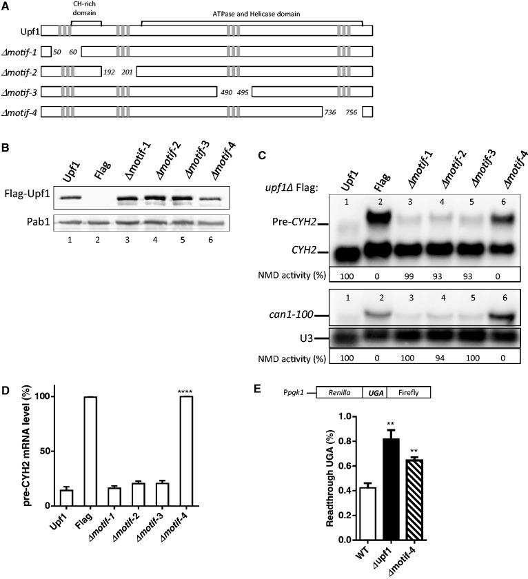https://cdn.ncbi.nlm.nih.gov/pmc/blobs/7b28/3919615/38da4330c0b7/gkt1049f4p.jpg
