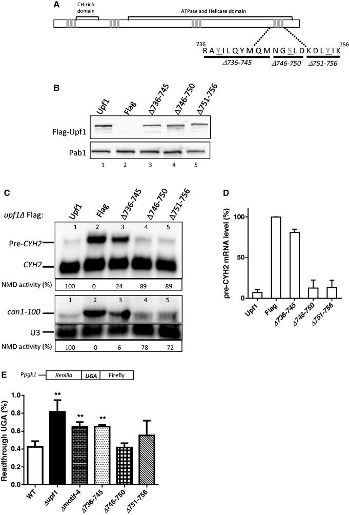 https://cdn.ncbi.nlm.nih.gov/pmc/blobs/7b28/3919615/8cd38c7ff5cd/gkt1049f5p.jpg