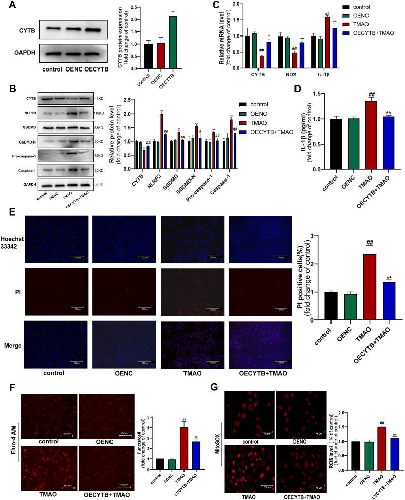 https://cdn.ncbi.nlm.nih.gov/pmc/blobs/7b2a/12229163/1495ae00eff9/JIR-18-8719-g0005.jpg