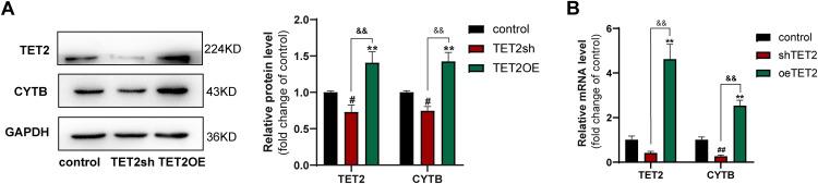 https://cdn.ncbi.nlm.nih.gov/pmc/blobs/7b2a/12229163/3038799eb208/JIR-18-8719-g0007.jpg