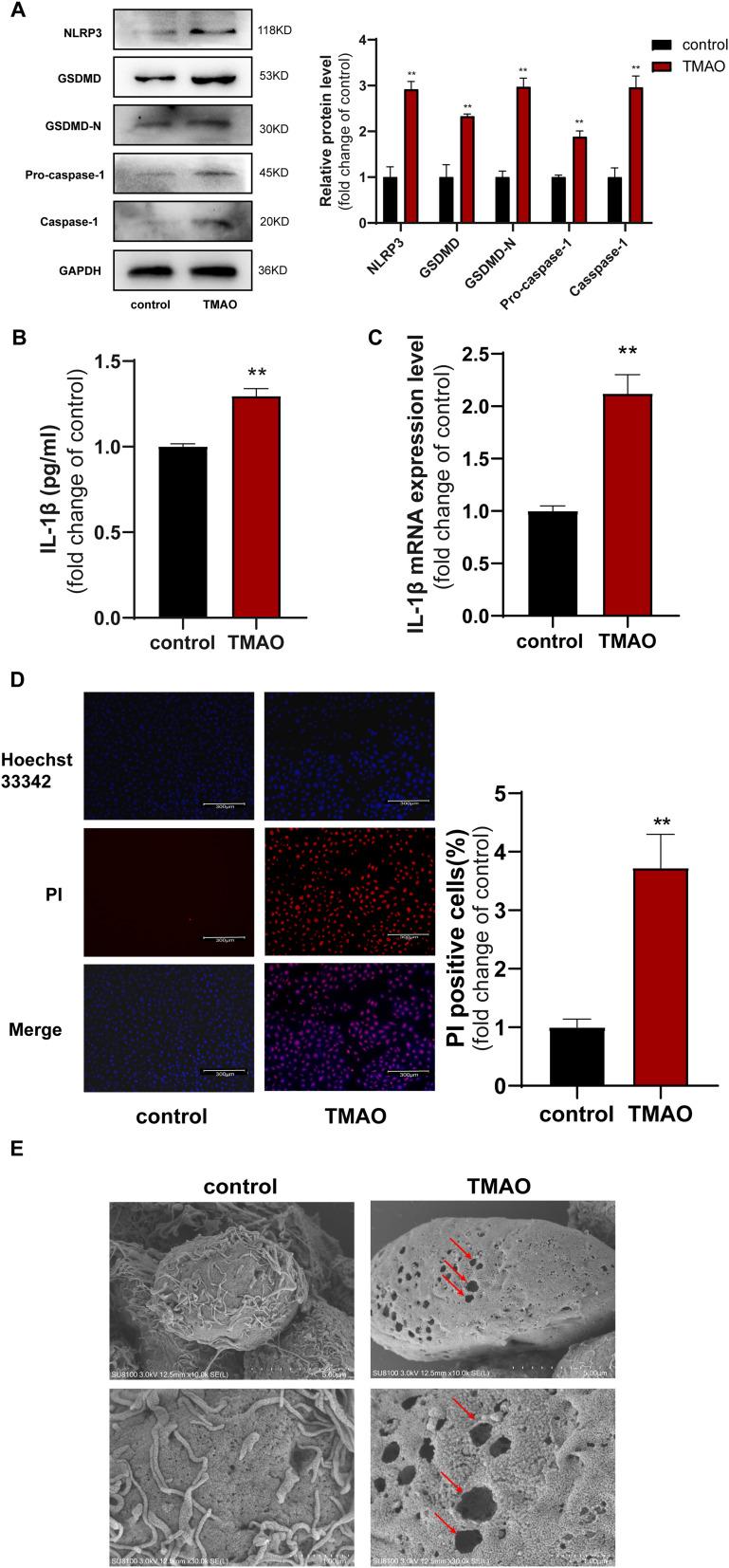 https://cdn.ncbi.nlm.nih.gov/pmc/blobs/7b2a/12229163/7a3511b82525/JIR-18-8719-g0001.jpg