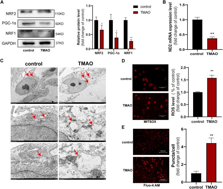 https://cdn.ncbi.nlm.nih.gov/pmc/blobs/7b2a/12229163/a7554b75f88a/JIR-18-8719-g0002.jpg