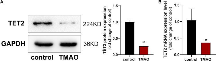 https://cdn.ncbi.nlm.nih.gov/pmc/blobs/7b2a/12229163/e1887e704181/JIR-18-8719-g0006.jpg