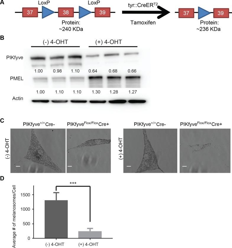 https://cdn.ncbi.nlm.nih.gov/pmc/blobs/7b2c/5889185/defebb207ea1/pgen.1007290.g001.jpg