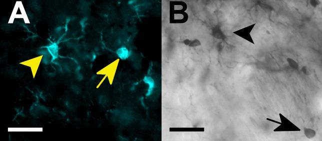 https://cdn.ncbi.nlm.nih.gov/pmc/blobs/7b2e/10746586/4fff6769408a/12640_2023_684_Fig2_HTML.jpg