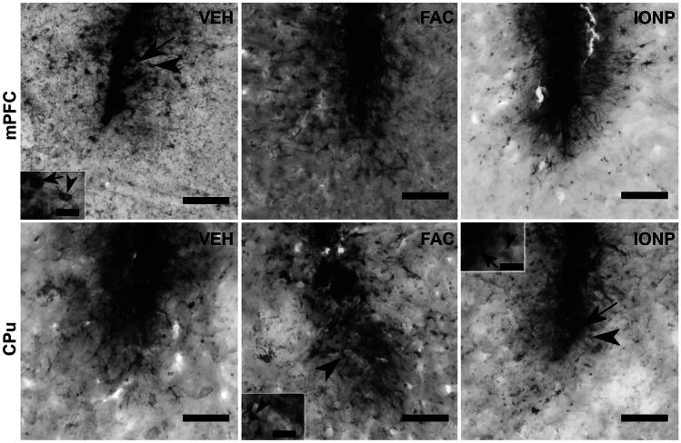 https://cdn.ncbi.nlm.nih.gov/pmc/blobs/7b2e/10746586/f751d27b0605/12640_2023_684_Fig4_HTML.jpg