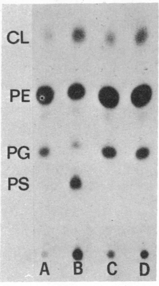 https://cdn.ncbi.nlm.nih.gov/pmc/blobs/7b31/432476/089f7fff7b39/pnas00046-0345-a.jpg