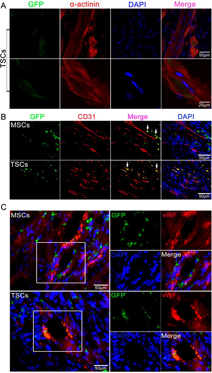 https://cdn.ncbi.nlm.nih.gov/pmc/blobs/7b32/5353648/2cc63e1c5b41/srep44376-f4.jpg