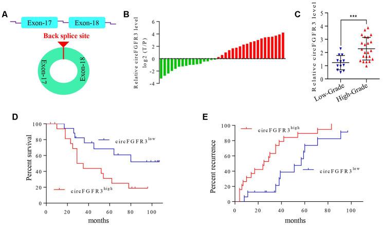 https://cdn.ncbi.nlm.nih.gov/pmc/blobs/7b33/7425466/ba7af7d11479/aging-12-103388-g001.jpg