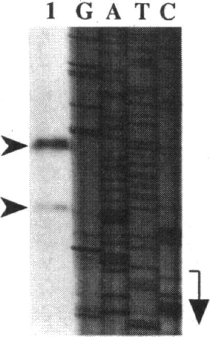 https://cdn.ncbi.nlm.nih.gov/pmc/blobs/7b34/206625/86bf81c75744/jbacter00059-0385-a.jpg