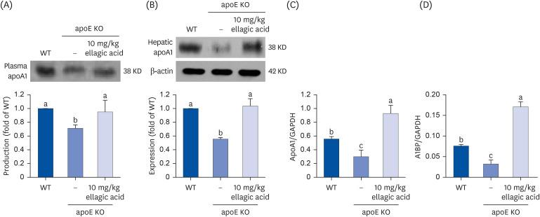 https://cdn.ncbi.nlm.nih.gov/pmc/blobs/7b35/10995779/4a1b5d0c29a5/nrp-18-194-g007.jpg