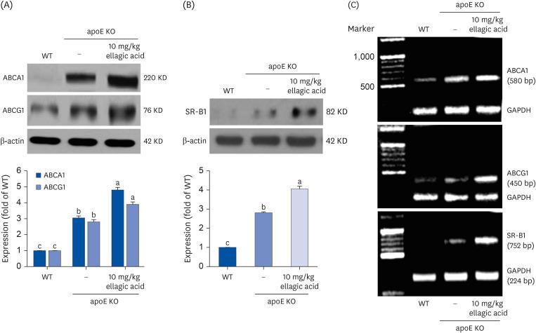 https://cdn.ncbi.nlm.nih.gov/pmc/blobs/7b35/10995779/4efc3cdb4458/nrp-18-194-g003.jpg