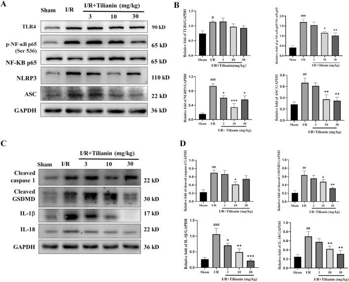 https://cdn.ncbi.nlm.nih.gov/pmc/blobs/7b35/11538317/43b5b6d8d791/fphar-15-1423053-g004.jpg