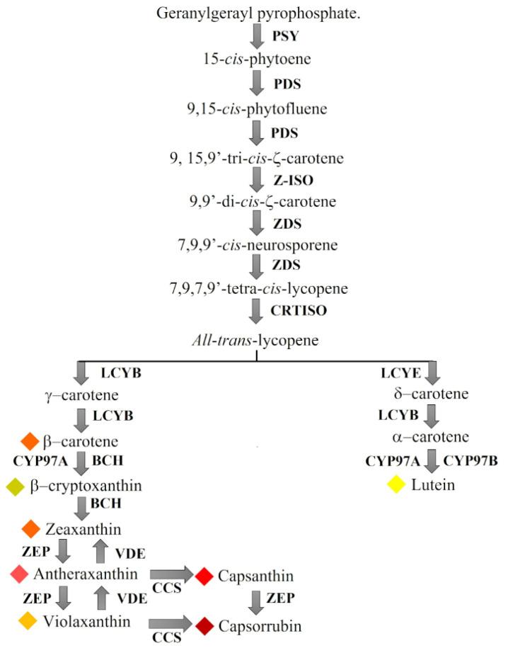 https://cdn.ncbi.nlm.nih.gov/pmc/blobs/7b37/9569626/363712e9160b/ijms-23-11774-g001.jpg