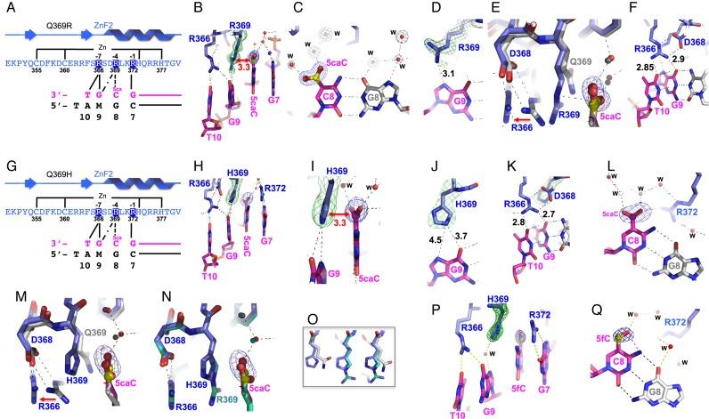 https://cdn.ncbi.nlm.nih.gov/pmc/blobs/7b39/5137435/66ca36ab2014/gkw766fig4.jpg