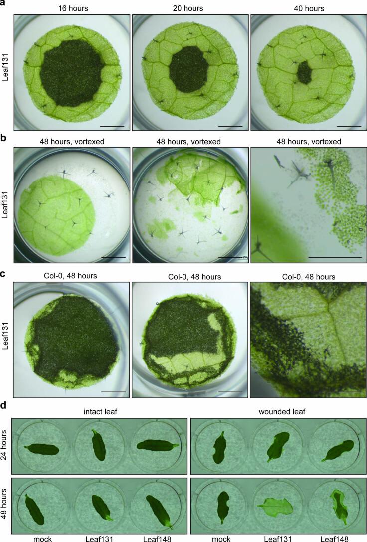 https://cdn.ncbi.nlm.nih.gov/pmc/blobs/7b3b/10769872/d22cd661d22f/41564_2023_1555_Fig8_ESM.jpg