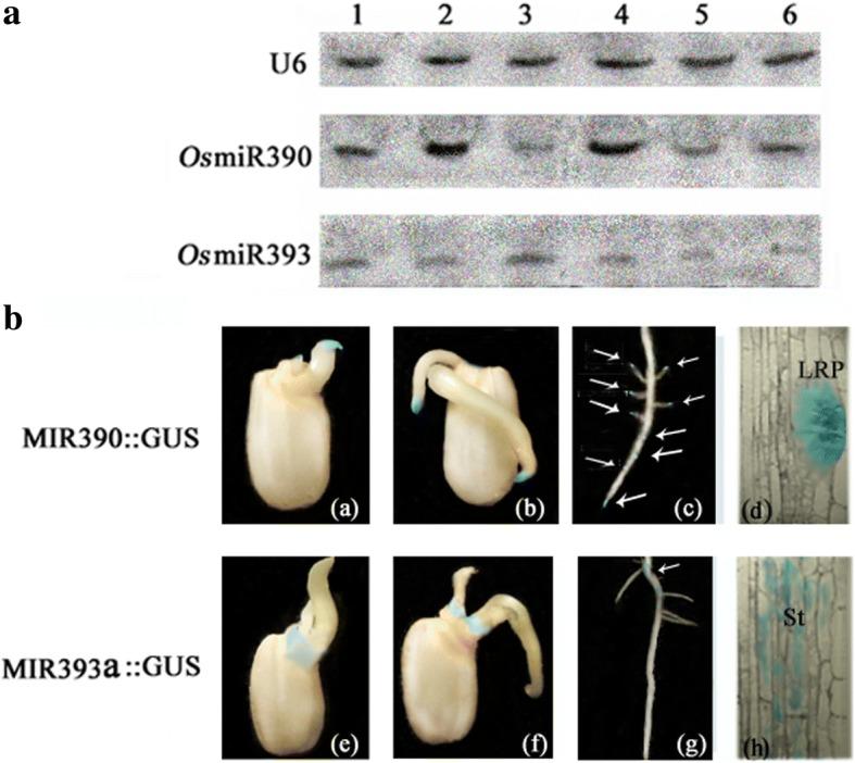 https://cdn.ncbi.nlm.nih.gov/pmc/blobs/7b3c/6206659/65ed9231e27c/12870_2018_1488_Fig1_HTML.jpg