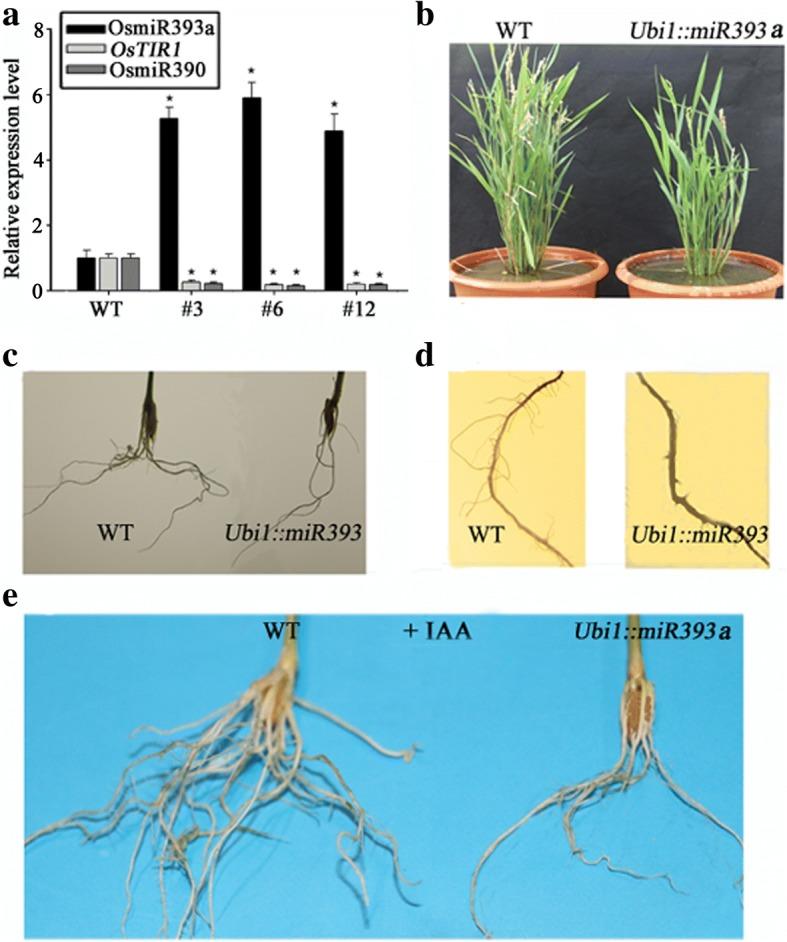https://cdn.ncbi.nlm.nih.gov/pmc/blobs/7b3c/6206659/d3ebe2b78e47/12870_2018_1488_Fig4_HTML.jpg