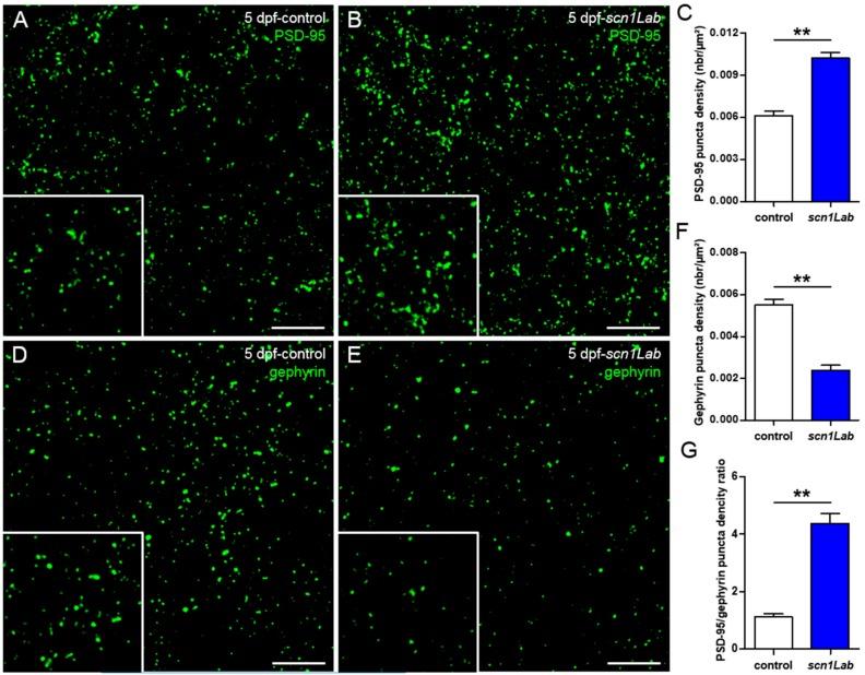https://cdn.ncbi.nlm.nih.gov/pmc/blobs/7b3e/6829503/dc0fd14c0b0f/cells-08-01199-g002.jpg