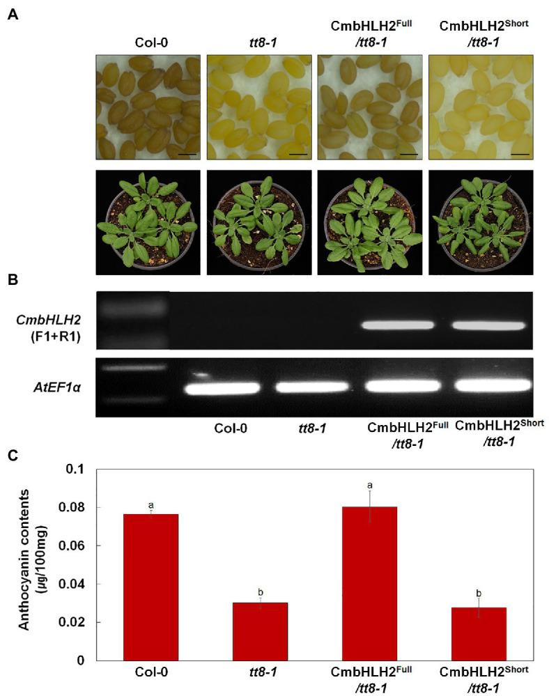 https://cdn.ncbi.nlm.nih.gov/pmc/blobs/7b3f/8222801/ae0cbba4c3b1/fpls-12-669315-g009.jpg