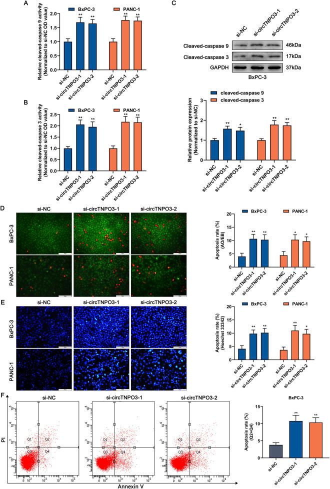 https://cdn.ncbi.nlm.nih.gov/pmc/blobs/7b40/12350284/16ff2b009949/fphar-16-1613560-g003.jpg