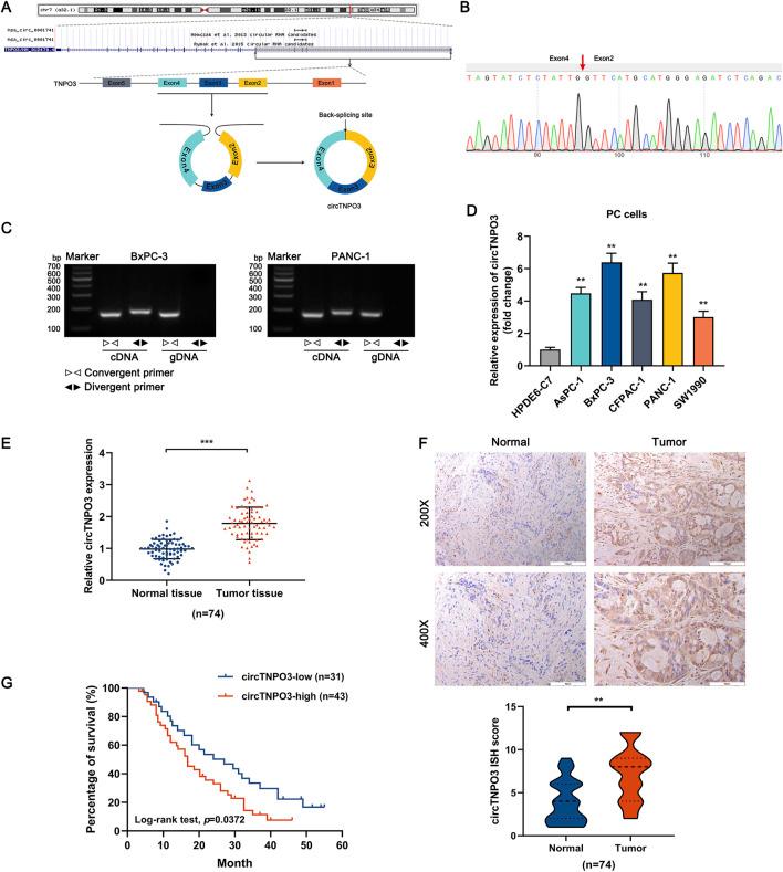 https://cdn.ncbi.nlm.nih.gov/pmc/blobs/7b40/12350284/3c8c1b0907f5/fphar-16-1613560-g001.jpg