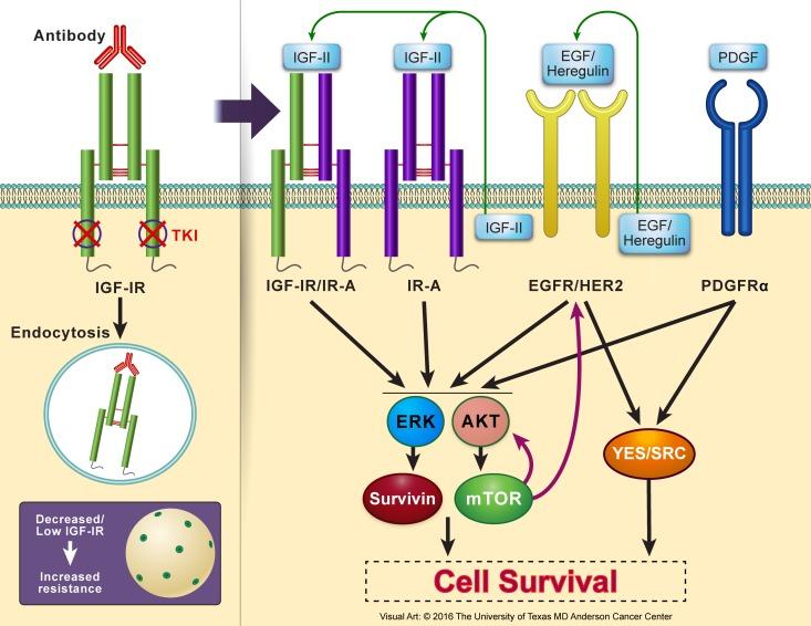 https://cdn.ncbi.nlm.nih.gov/pmc/blobs/7b44/5352101/004babfeef8c/oncotarget-08-1814-g005.jpg
