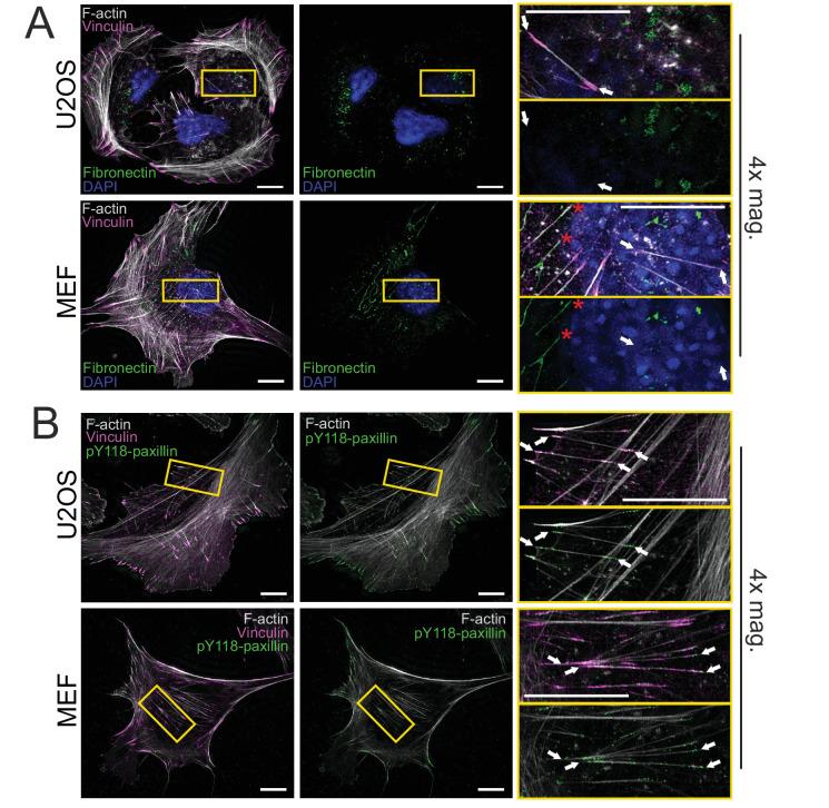 https://cdn.ncbi.nlm.nih.gov/pmc/blobs/7b44/7877910/1771720d038c/elife-60710-fig1-figsupp2.jpg