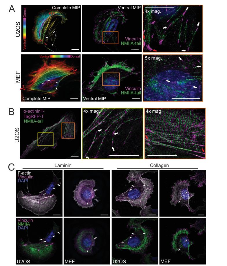 https://cdn.ncbi.nlm.nih.gov/pmc/blobs/7b44/7877910/f52832e3d392/elife-60710-fig1-figsupp1.jpg