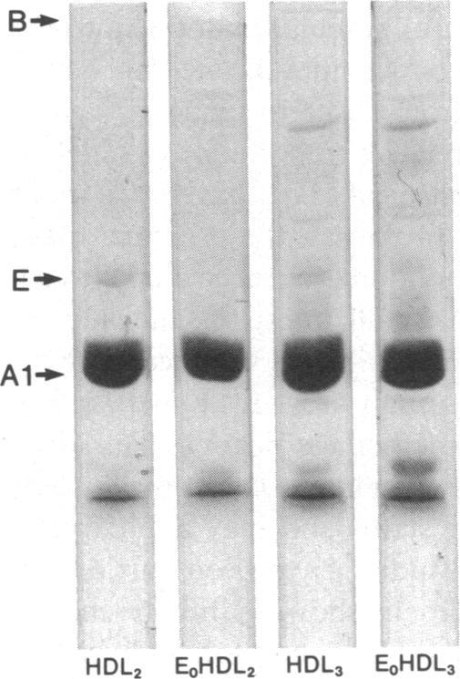 https://cdn.ncbi.nlm.nih.gov/pmc/blobs/7b48/425535/3ed4da746aff/jcinvest00141-0064-a.jpg