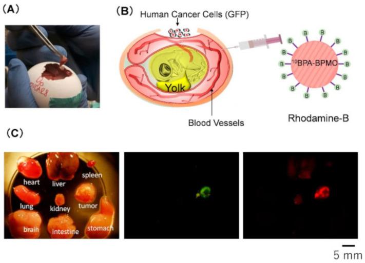 https://cdn.ncbi.nlm.nih.gov/pmc/blobs/7b4c/9776957/ce6d52a37a59/cells-11-04029-g001.jpg