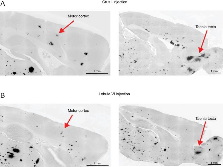 https://cdn.ncbi.nlm.nih.gov/pmc/blobs/7b4e/6195348/3152045ed113/elife-36401-fig11-figsupp1.jpg