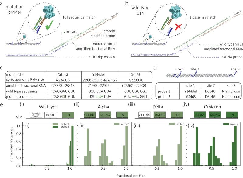https://cdn.ncbi.nlm.nih.gov/pmc/blobs/7b53/10646045/2c1902dde4e1/41467_2023_43004_Fig5_HTML.jpg