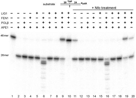 https://cdn.ncbi.nlm.nih.gov/pmc/blobs/7b55/2923195/f74612fc46f2/pone.0012241.g007.jpg