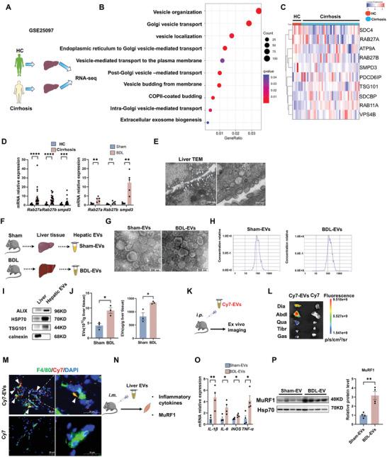 https://cdn.ncbi.nlm.nih.gov/pmc/blobs/7b5b/11884600/346c907c45f5/ADVS-12-2410439-g008.jpg