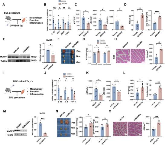 https://cdn.ncbi.nlm.nih.gov/pmc/blobs/7b5b/11884600/863606d31acf/ADVS-12-2410439-g007.jpg