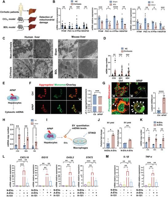 https://cdn.ncbi.nlm.nih.gov/pmc/blobs/7b5b/11884600/a925bfd39171/ADVS-12-2410439-g006.jpg